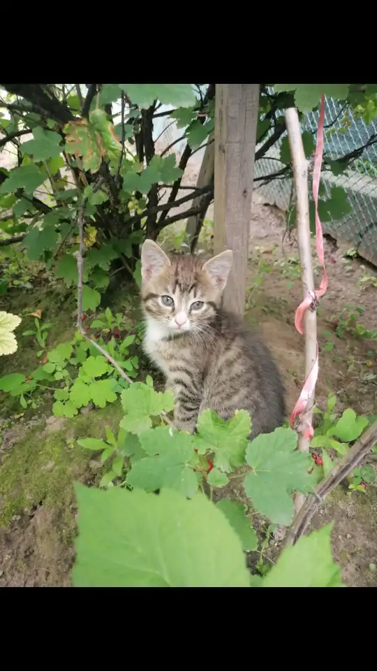 Котята, фотография 2
