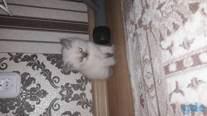Продам котят, фотография 2