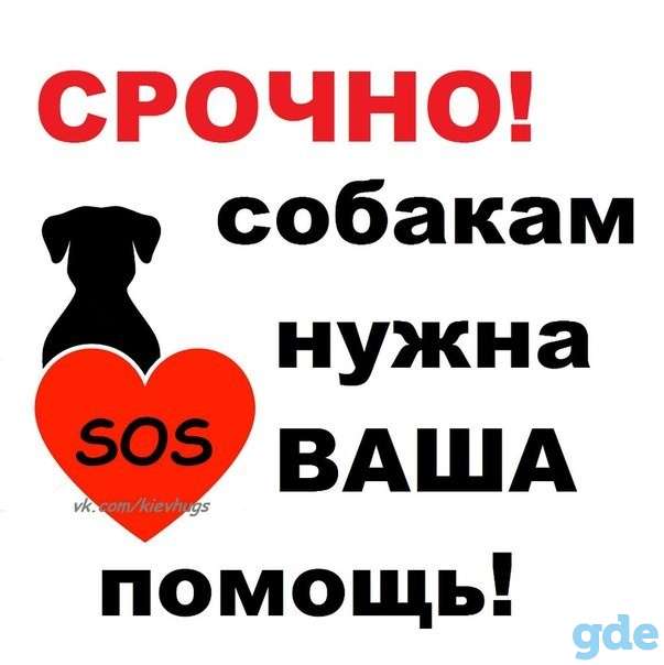 Собакам из Отлова БМПЗ нужна Ваша помощь!, фотография 3