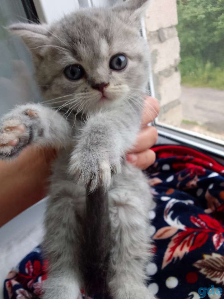 Шотландские котята, фотография 6