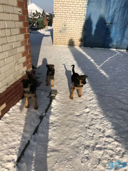 Продам щенков немецкой овчарки, фотография 5