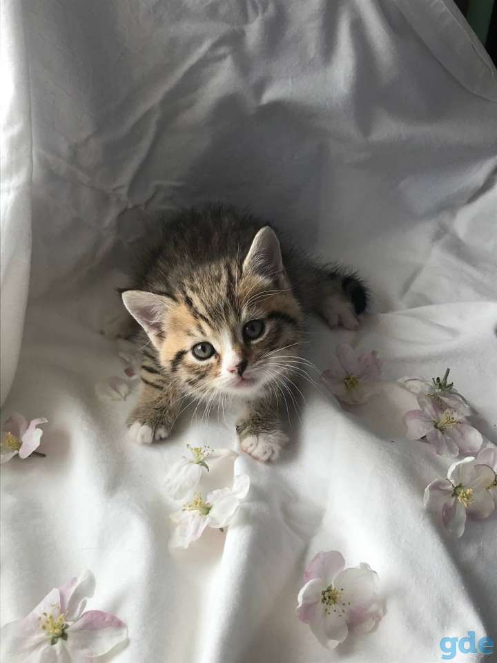 Шотландские вислоухие котята, фотография 4