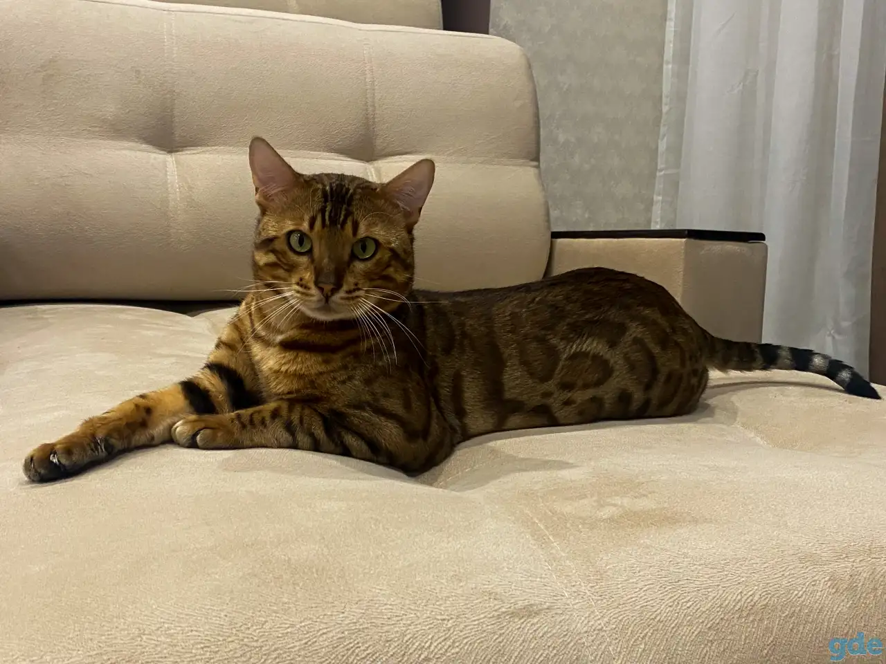 Бенгальский кот ВЯЗКА, фотография 1