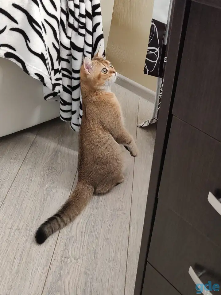 Шотландцы, фотография 3