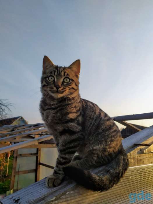 Котята в дар, фотография 2