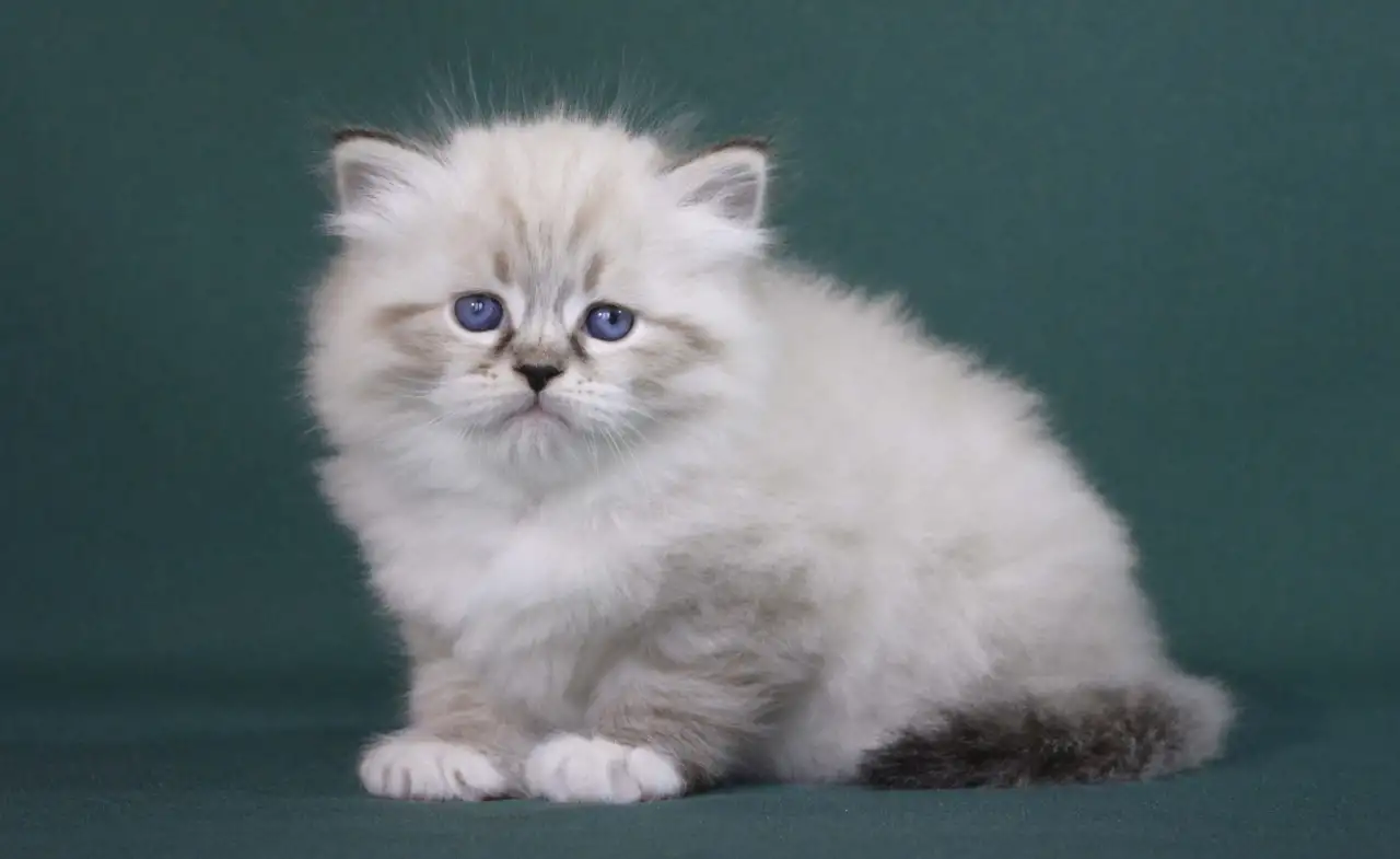 Сибирский котенок, невский маскарадный котенок, фотография 4