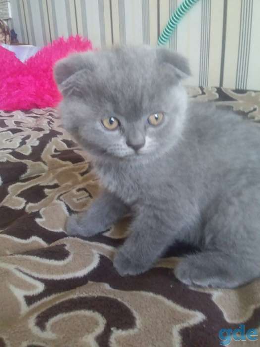 Продам шотоандских вислоухих котят, фотография 3