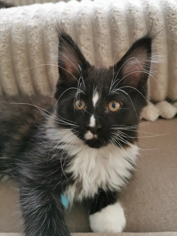 Котятa Мейн Куны питомник, фотография 1