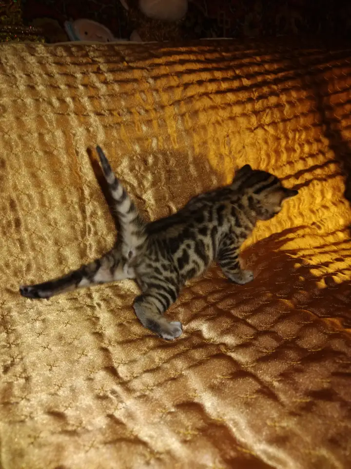 Роскошные бенгальские котята, фотография 10