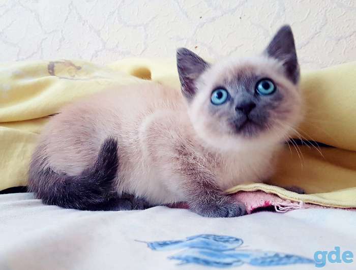 Сиамские котята, фотография 3