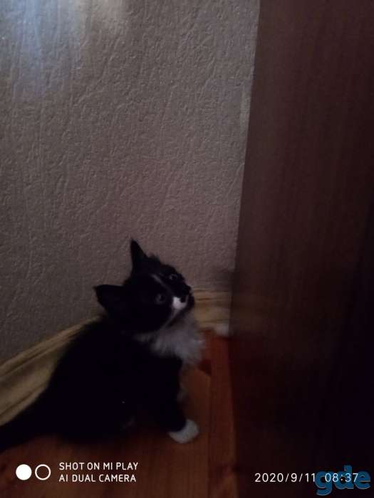 Отдам котят в хорошие руки!, фотография 3