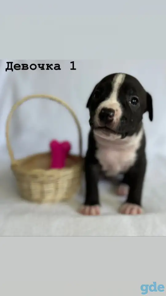 Щенки амстафа, фотография 4