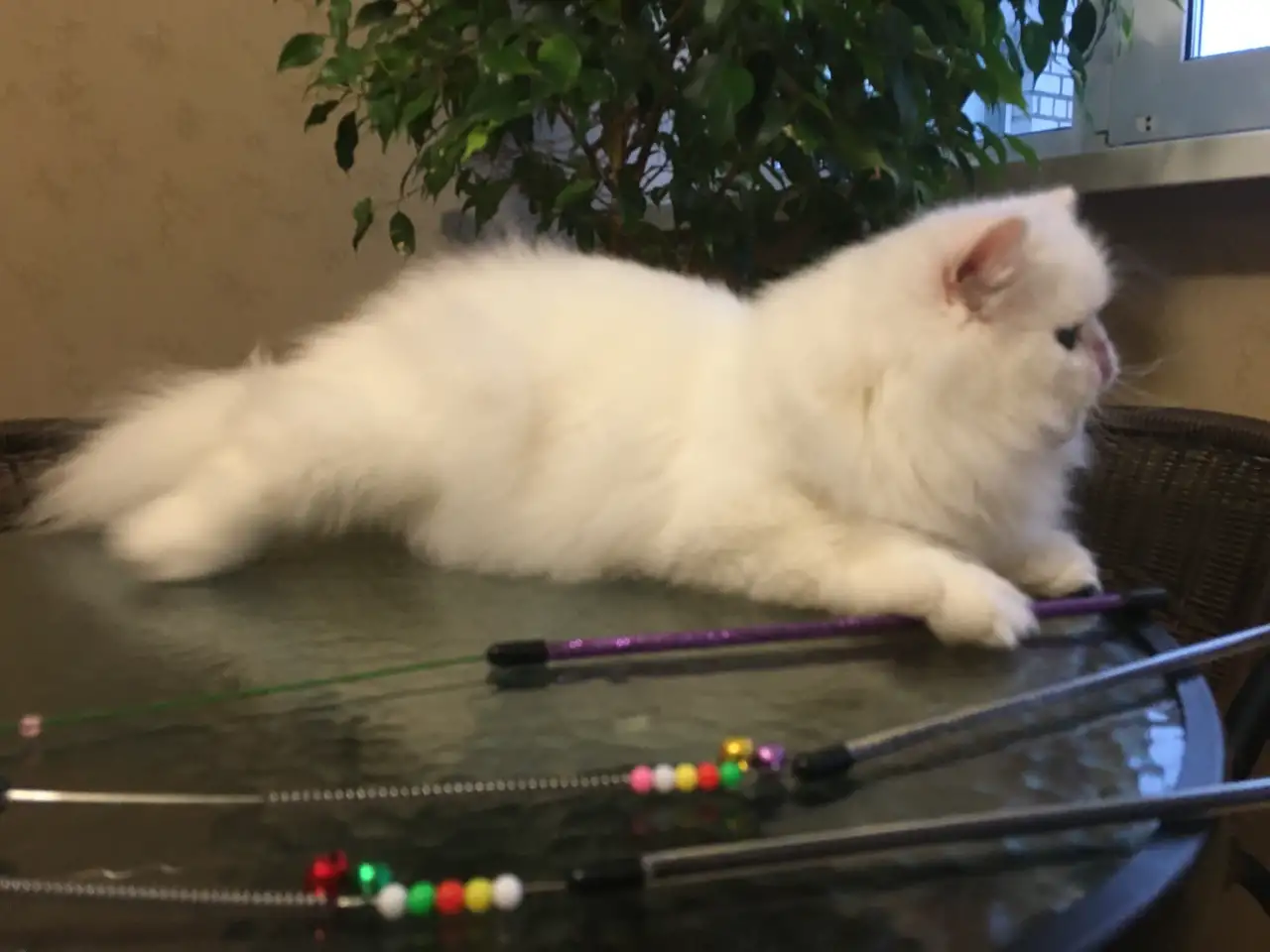 Персидский котик, фотография 5