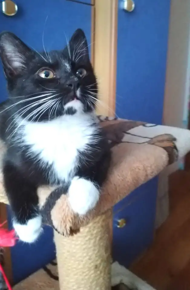 Котёнок ВАСИЛЕК ищет дом, фотография 5