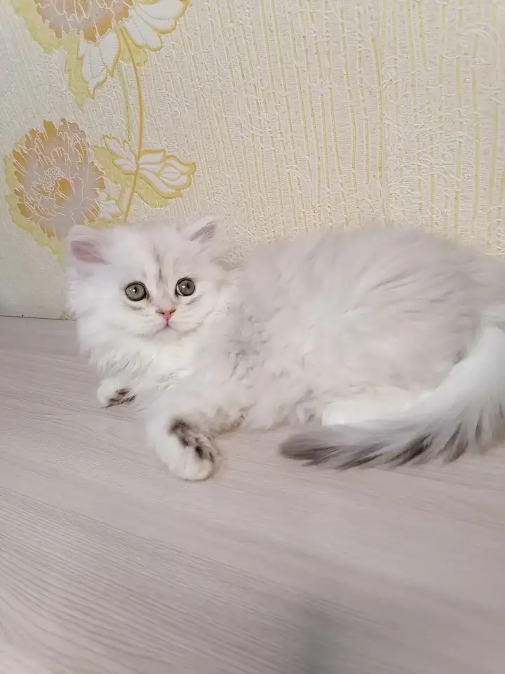 Британская кошечка, фотография 2