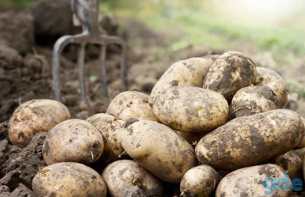 продам крупный картофель, фотография 1