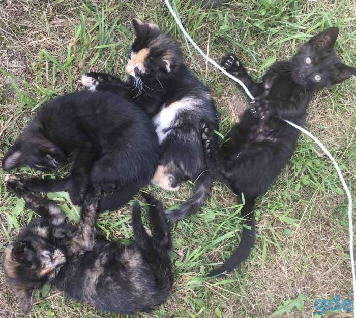 Отдам котят, фотография 1