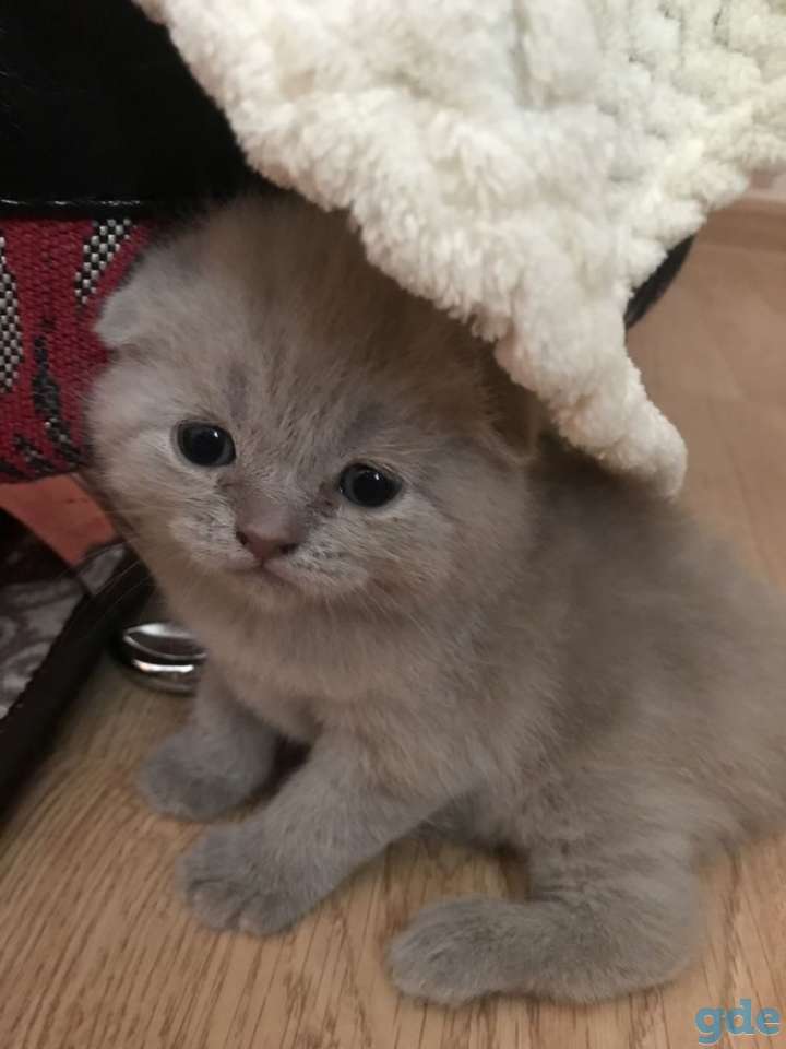 Котята, фотография 2