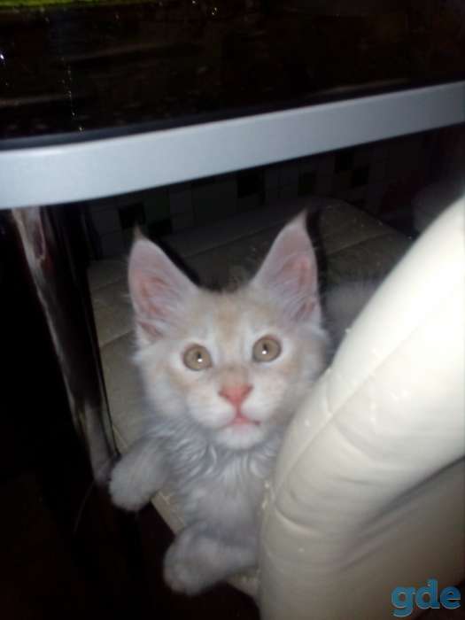 Продам котенка мейкуненка, фотография 4