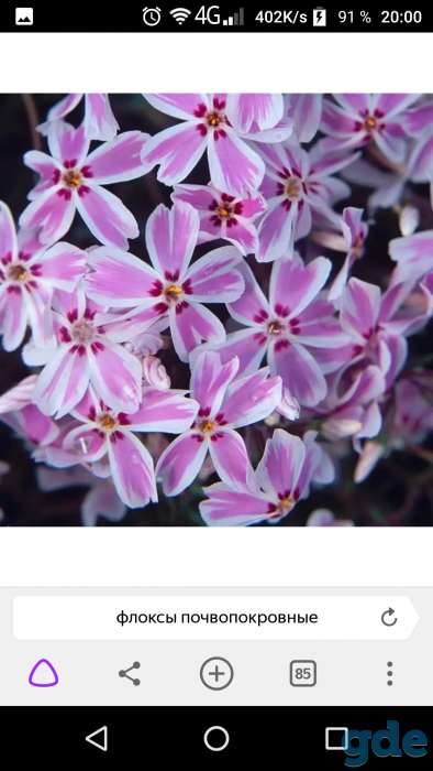 Продам многолетние растения, фотография 4
