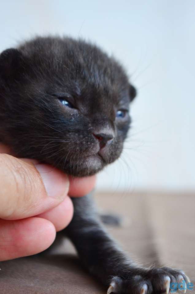Бенгальский котенок меланистик, фотография 5