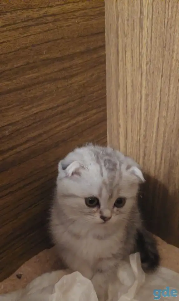 Котята, фотография 2