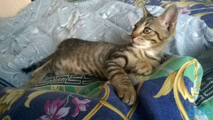 отдам котенка в добрые руки, фотография 1