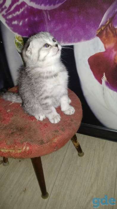 Шотландские котята, фотография 4