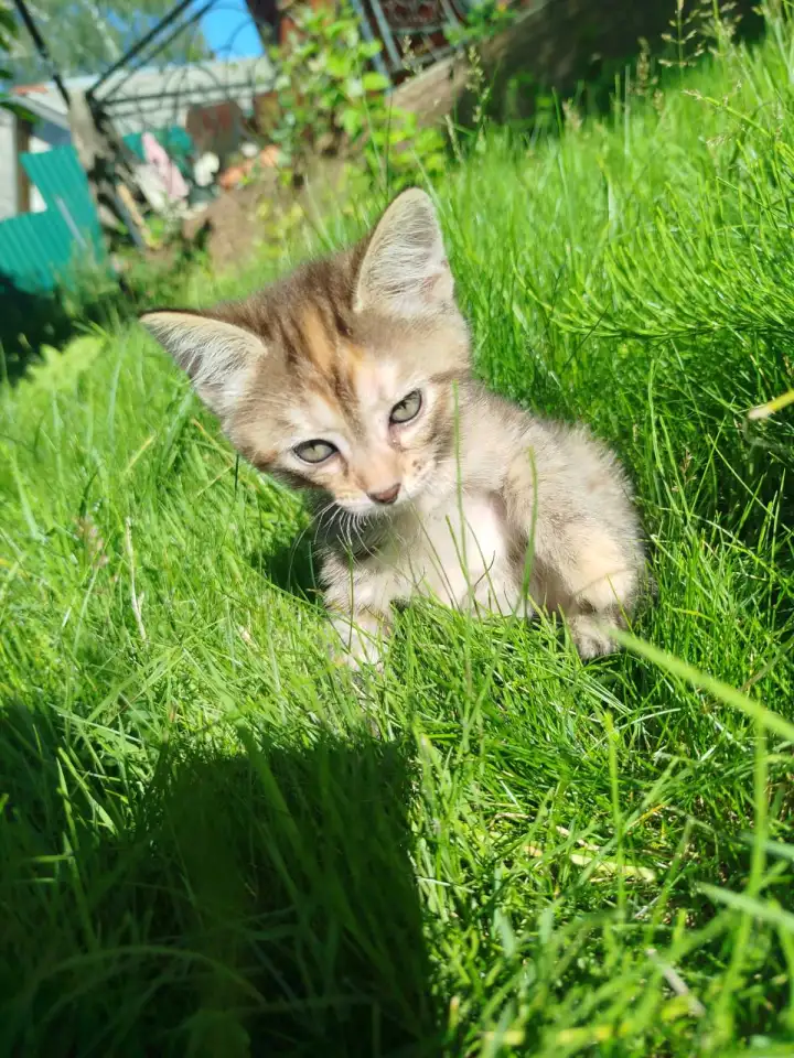 Котята в хорошие руки, фотография 7