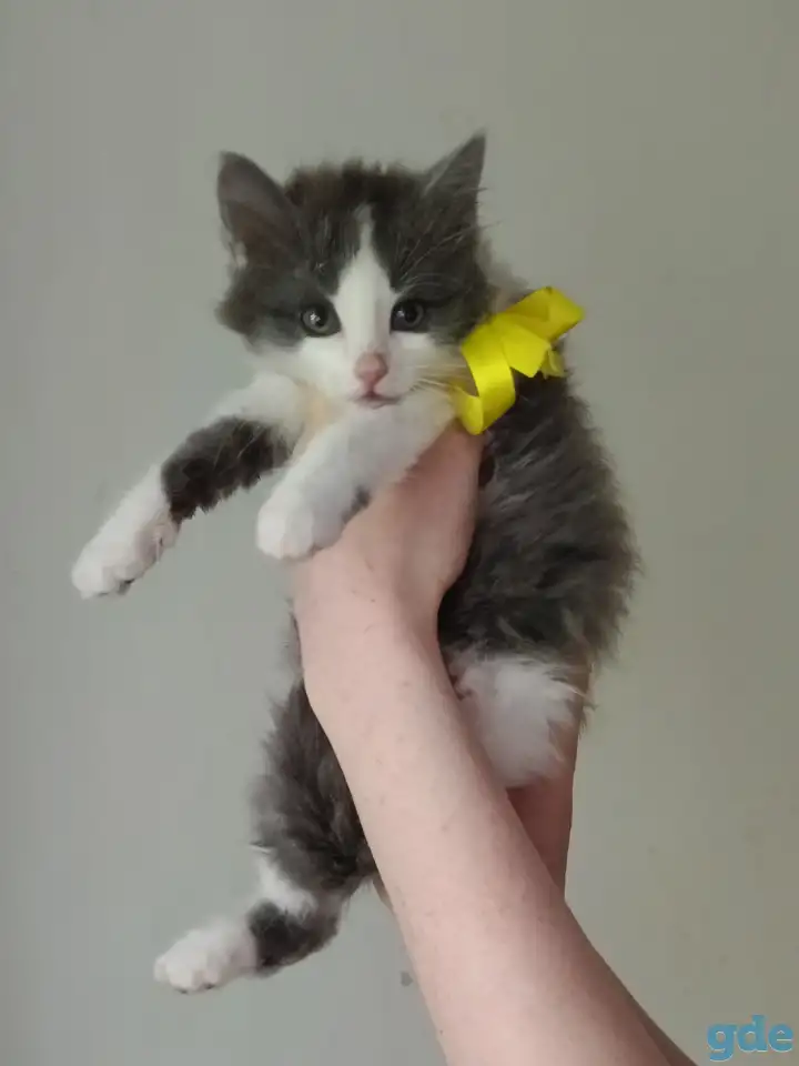 Отдам котят в добрые руки, фотография 1