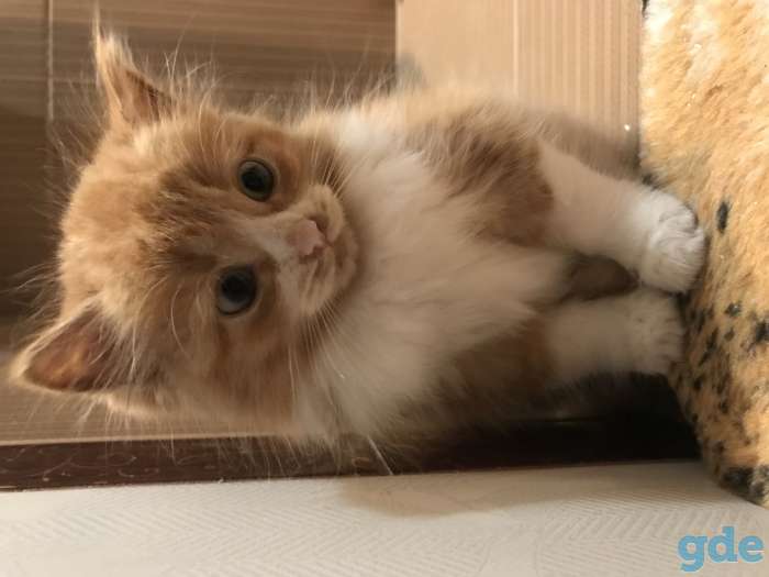 Котёнок рыжий, фотография 10