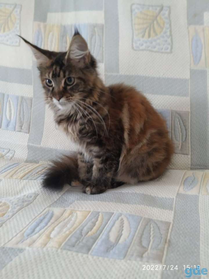 Мейкун, фотография 1