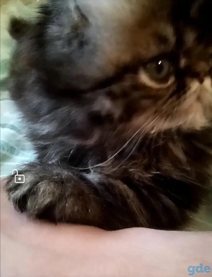 Персидский котёнок, фотография 3