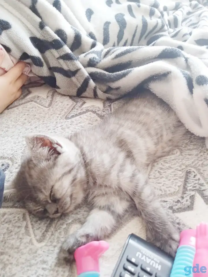 Шотландские котята, фотография 4