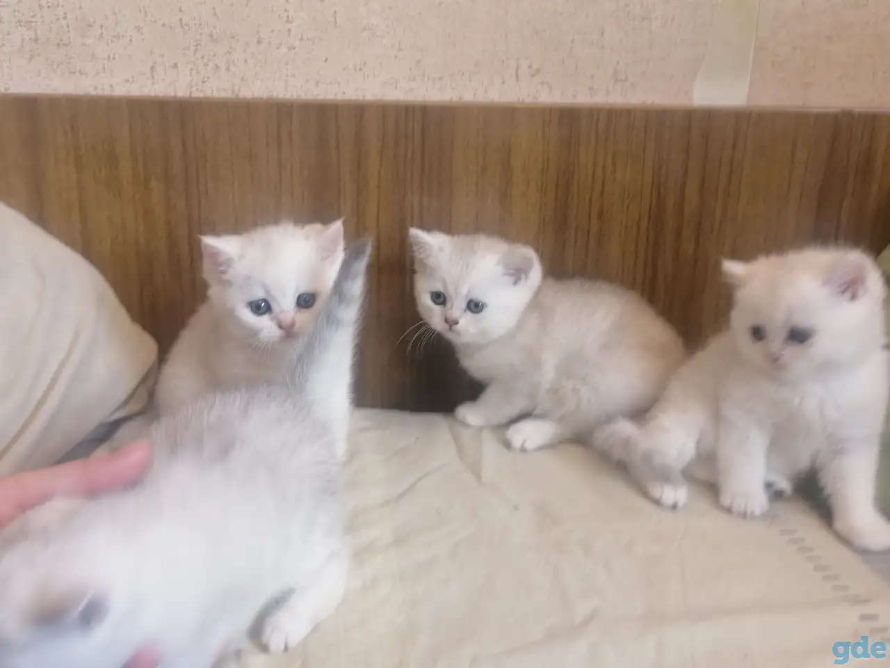 Продам британских котят, фотография 4