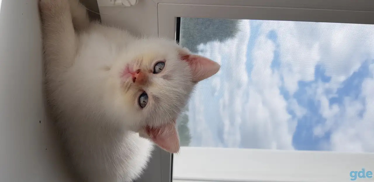 Котята шотландской короткошерстной, фотография 12