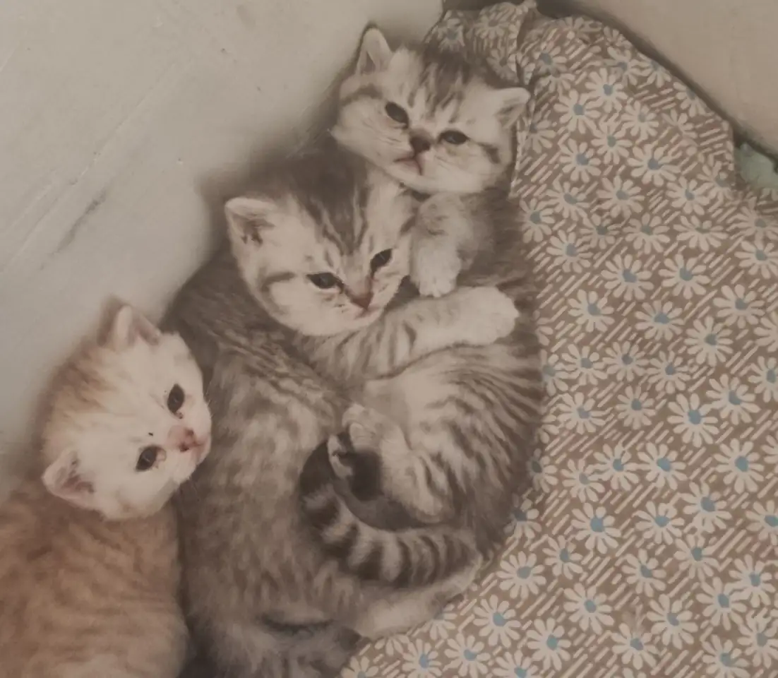 Котята, фотография 7