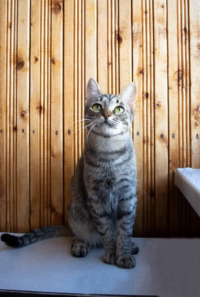 Котенок Тоффи, 7 мес., фотография 9
