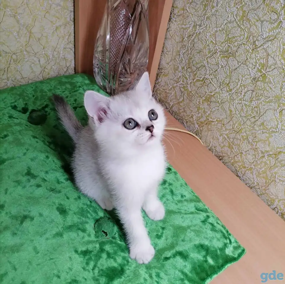 Британские котята, фотография 4