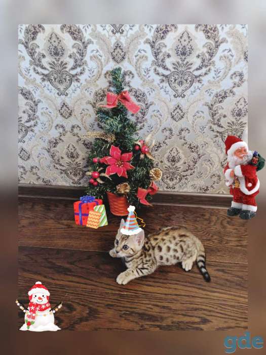 Котенок Бенгал, фотография 2