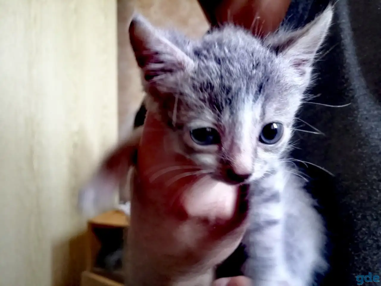 Котята, фотография 2