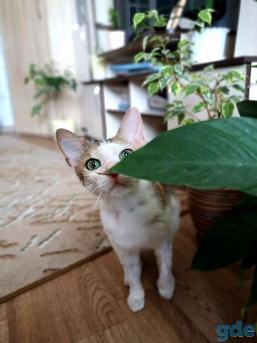 Кошка Басти, фотография 8
