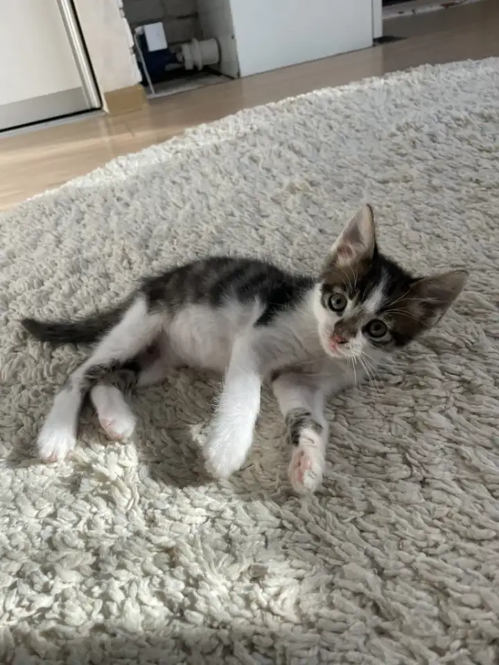 Отдам котенка в добрые руки, фотография 4