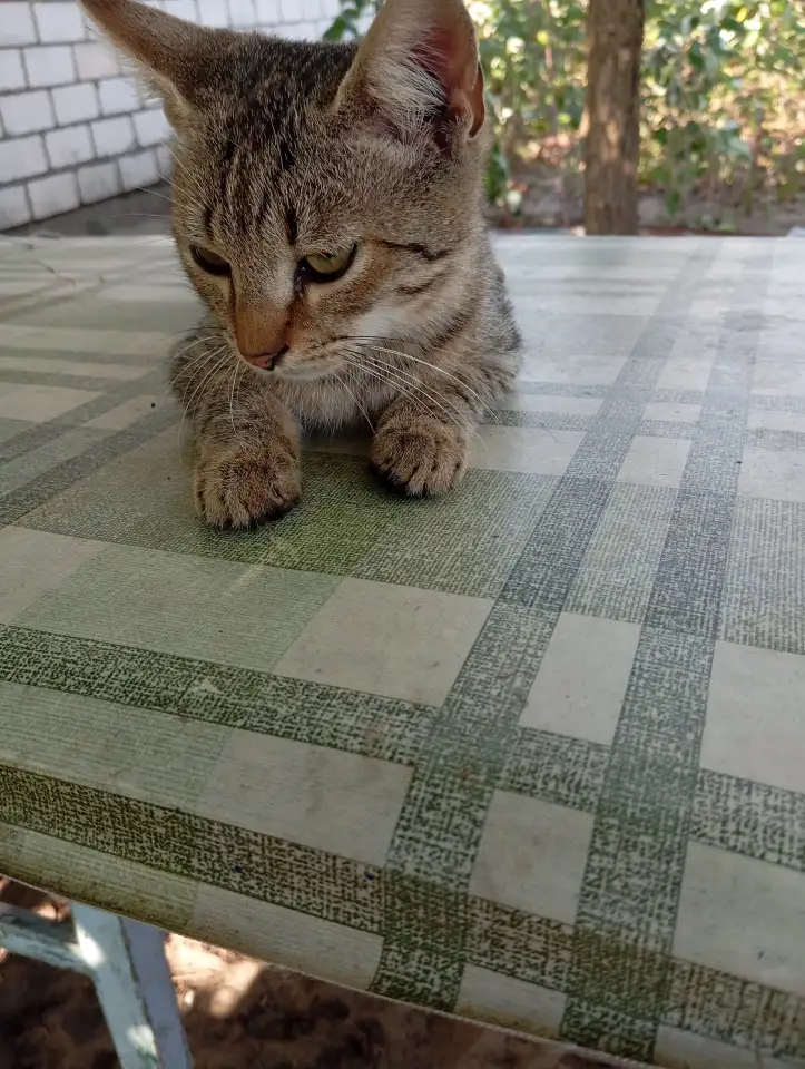 Котенок в дар, фотография 3
