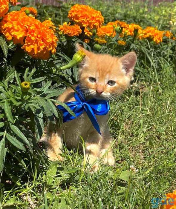 Котята, фотография 11