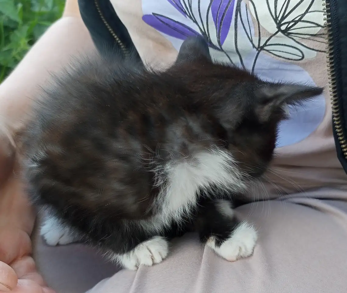 Котята, фотография 5