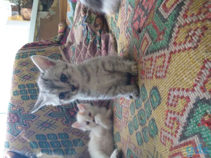 Котята, фотография 4