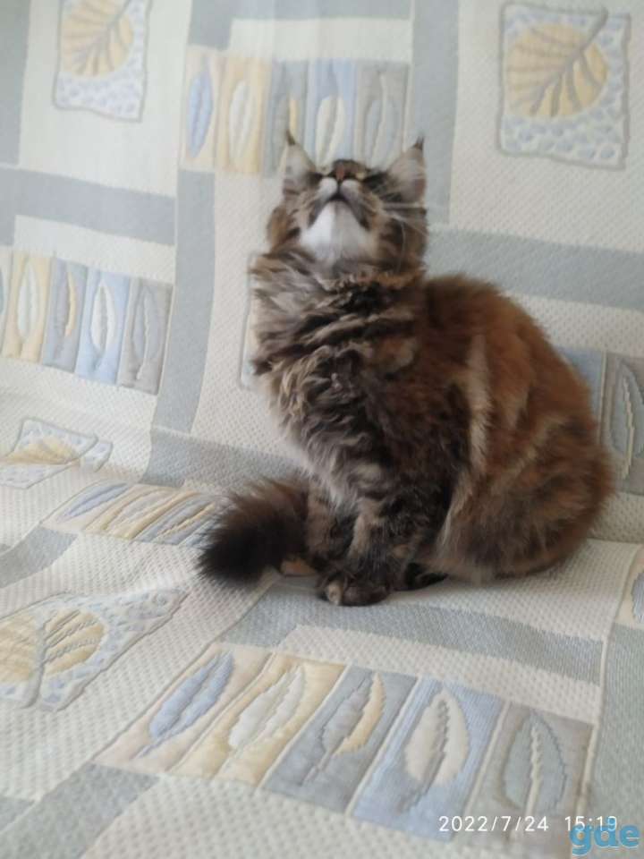 Мейкун, фотография 2