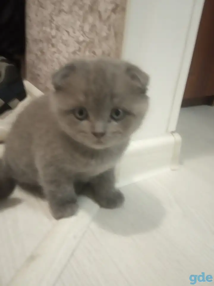 Шотладские котята, фотография 6