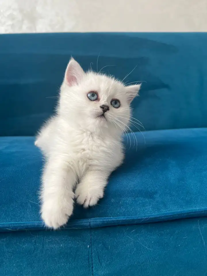 Британские котята, фотография 1